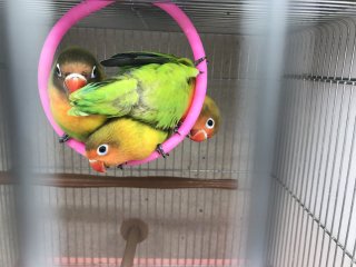 鳥の画像を貼っていくトピ