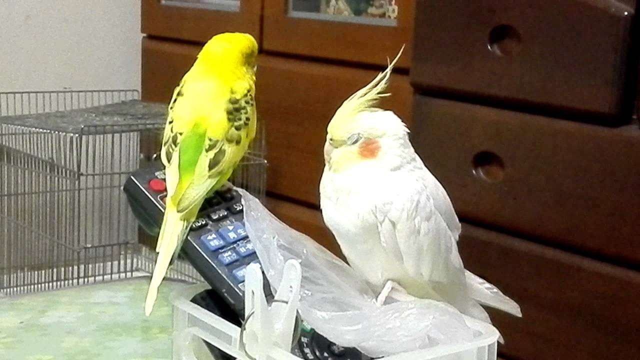 鳥の画像を貼っていくトピ