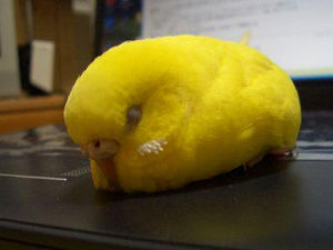 鳥の画像を貼っていくトピ