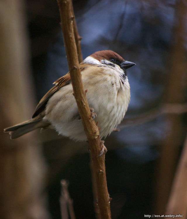 鳥の画像を貼っていくトピ