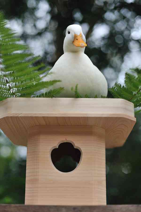 鳥の画像を貼っていくトピ
