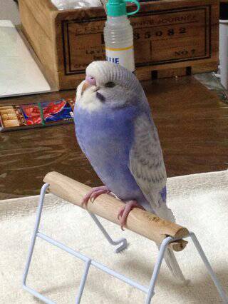 鳥の画像を貼っていくトピ