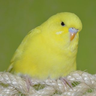 鳥の画像を貼っていくトピ