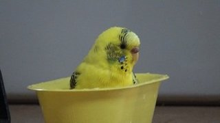 鳥の画像を貼っていくトピ