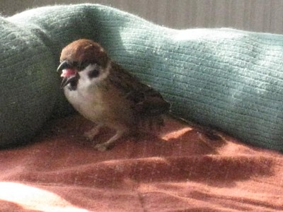 鳥の画像を貼っていくトピ