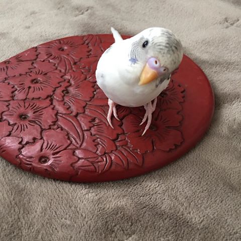 鳥の画像を貼っていくトピ