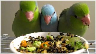 鳥の画像を貼っていくトピ