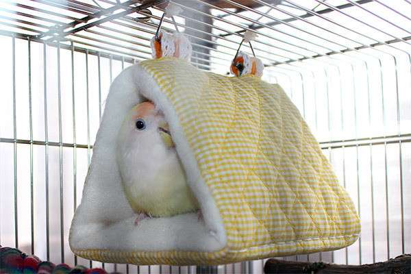 鳥の画像を貼っていくトピ