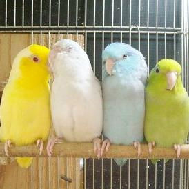 鳥の画像を貼っていくトピ