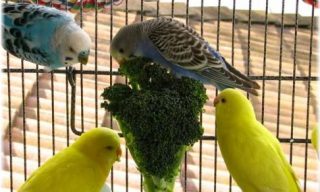 鳥の画像を貼っていくトピ