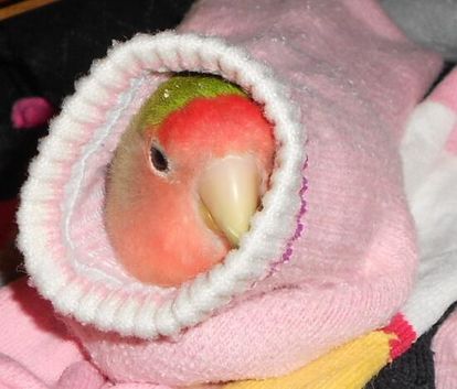 鳥の画像を貼っていくトピ
