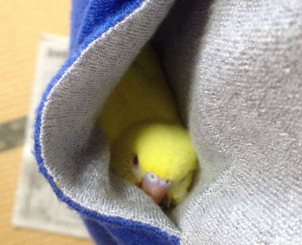 鳥の画像を貼っていくトピ