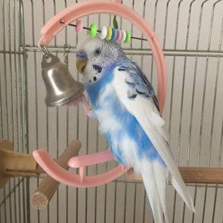 鳥の画像を貼っていくトピ