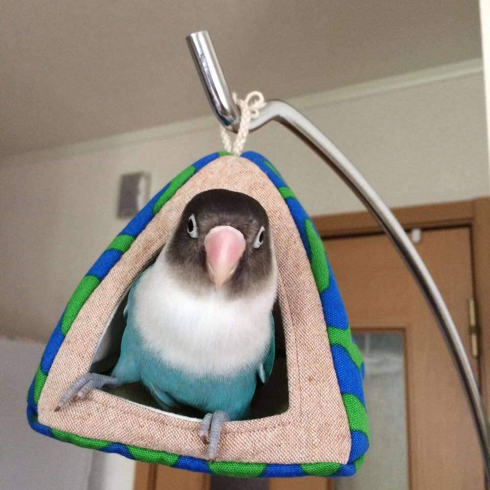 鳥の画像を貼っていくトピ