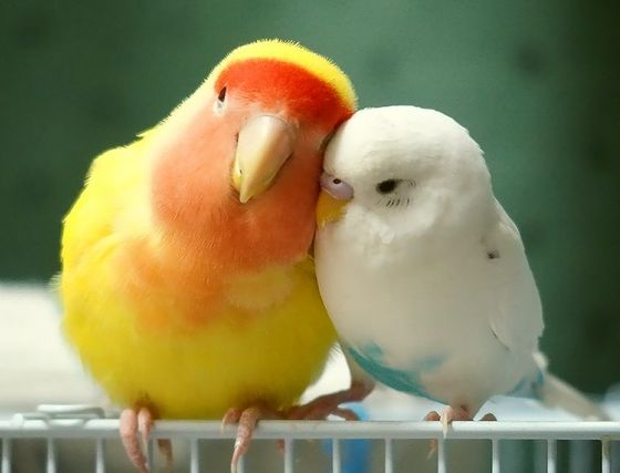 鳥の画像を貼っていくトピ