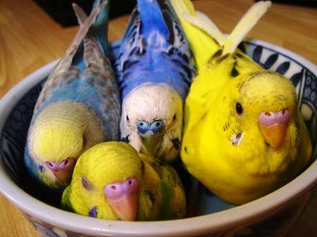 鳥の画像を貼っていくトピ
