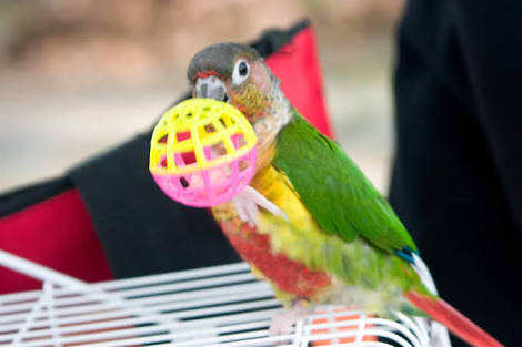 鳥の画像を貼っていくトピ