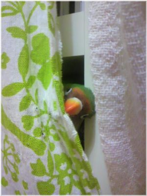 鳥の画像を貼っていくトピ