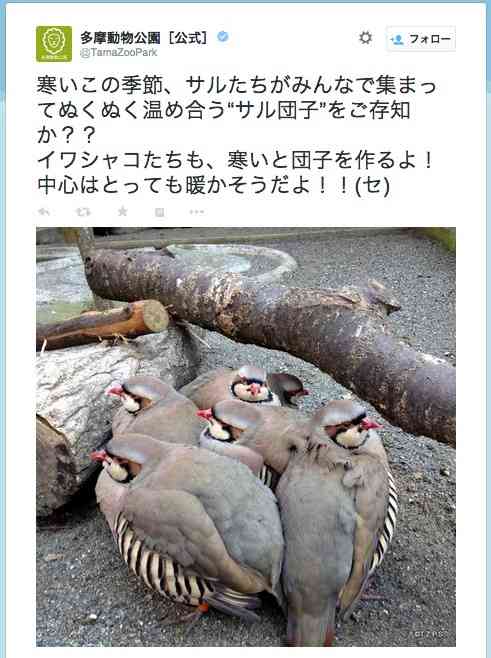 鳥の画像を貼っていくトピ
