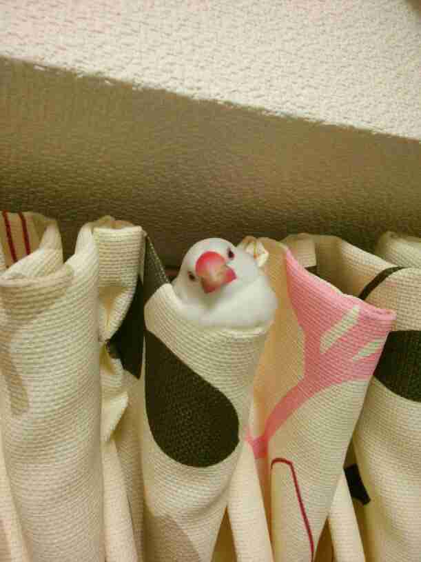鳥の画像を貼っていくトピ