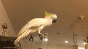 鳥の画像を貼っていくトピ