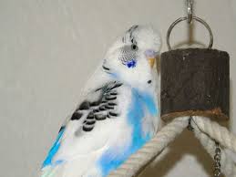 鳥の画像を貼っていくトピ