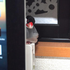 鳥の画像を貼っていくトピ