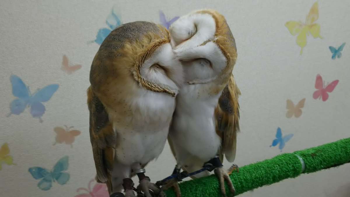 鳥の画像を貼っていくトピ