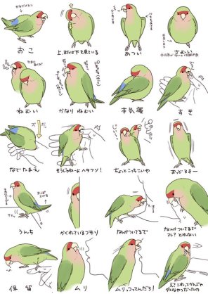 鳥の画像を貼っていくトピ