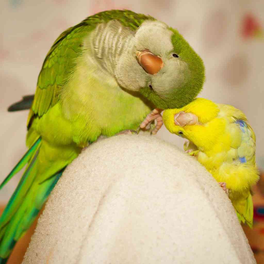 鳥の画像を貼っていくトピ