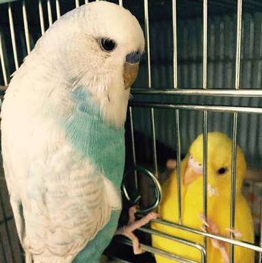 鳥の画像を貼っていくトピ