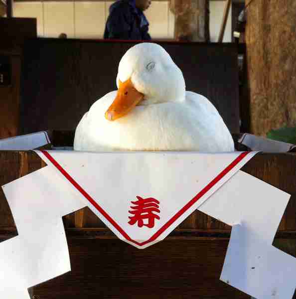 鳥の画像を貼っていくトピ