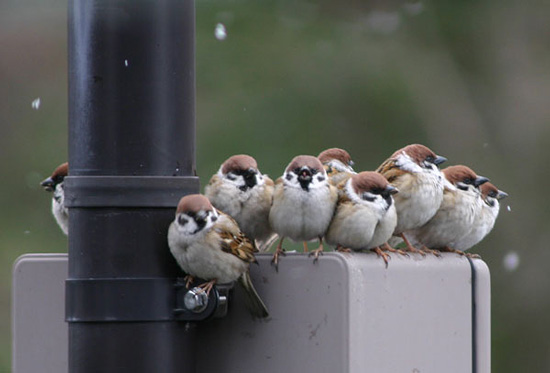 鳥の画像を貼っていくトピ