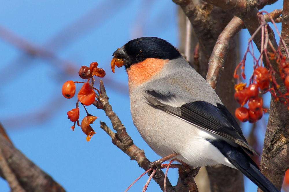 鳥の画像を貼っていくトピ