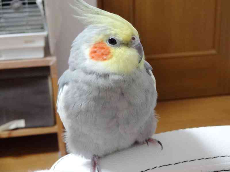 鳥の画像を貼っていくトピ
