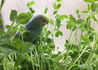 鳥の画像を貼っていくトピ