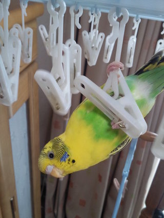 鳥の画像を貼っていくトピ