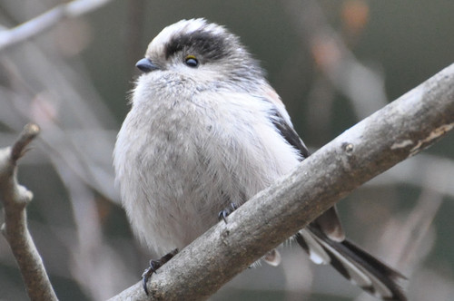 鳥の画像を貼っていくトピ