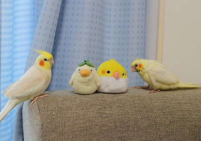 鳥の画像を貼っていくトピ