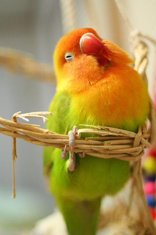 鳥の画像を貼っていくトピ