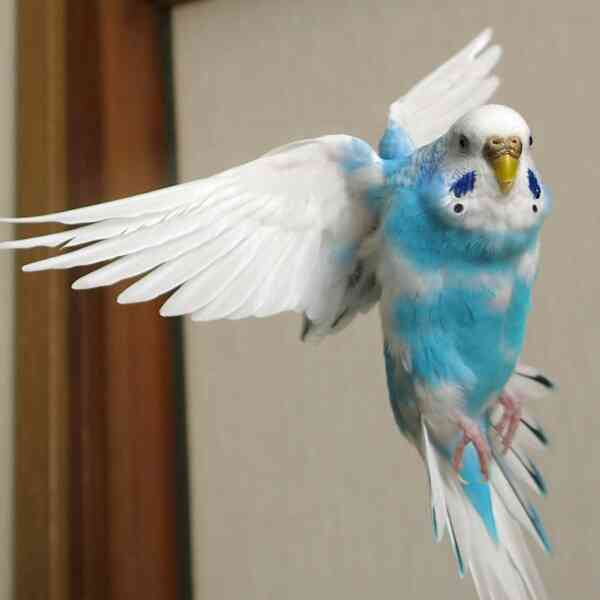 鳥の画像を貼っていくトピ