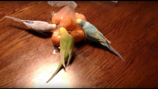 鳥の画像を貼っていくトピ