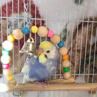 鳥の画像を貼っていくトピ