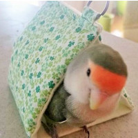鳥の画像を貼っていくトピ