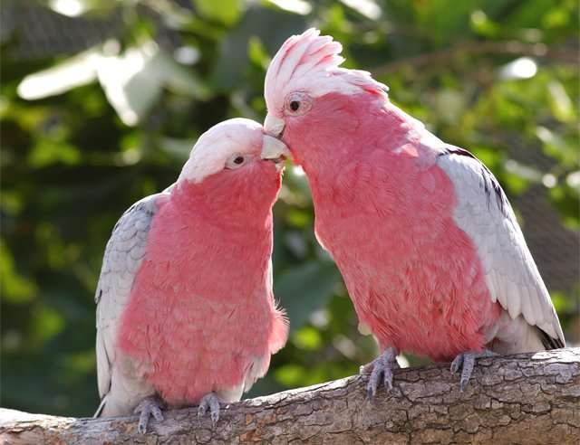 鳥の画像を貼っていくトピ