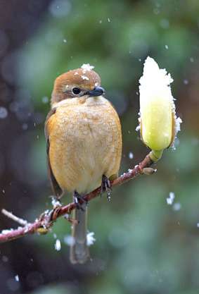 鳥の画像を貼っていくトピ