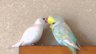 鳥の画像を貼っていくトピ