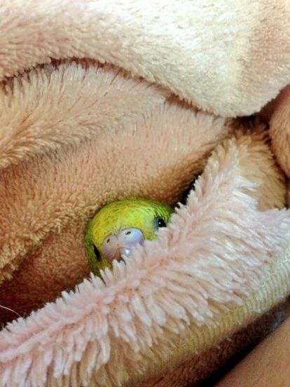 鳥の画像を貼っていくトピ