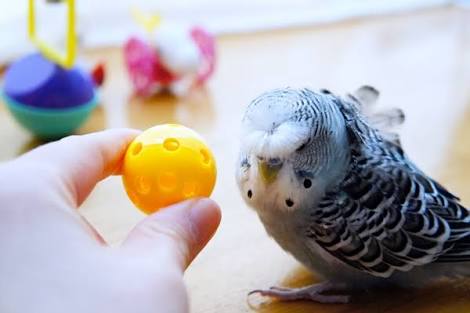 鳥の画像を貼っていくトピ