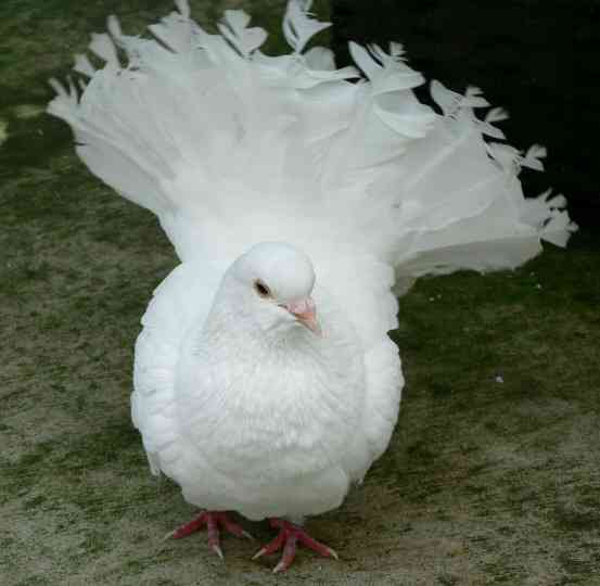 鳥の画像を貼っていくトピ